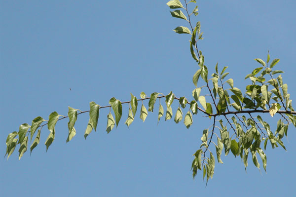 celtis occidentalis 18