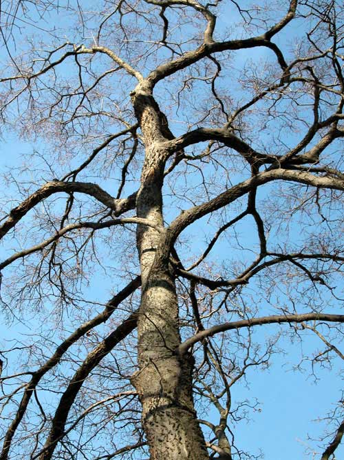 celtis occidentalis 19