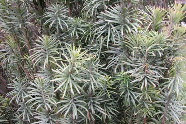 cephalotaxus harringtonia 01