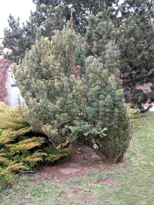 cephalotaxus harringtonia 02