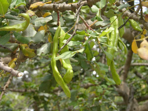 ceratonia siliqua 01