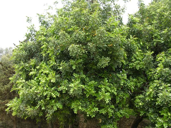 ceratonia siliqua 03