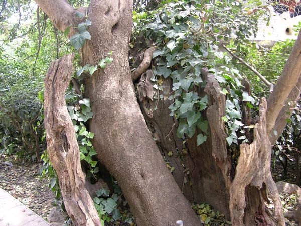 ceratonia siliqua 04