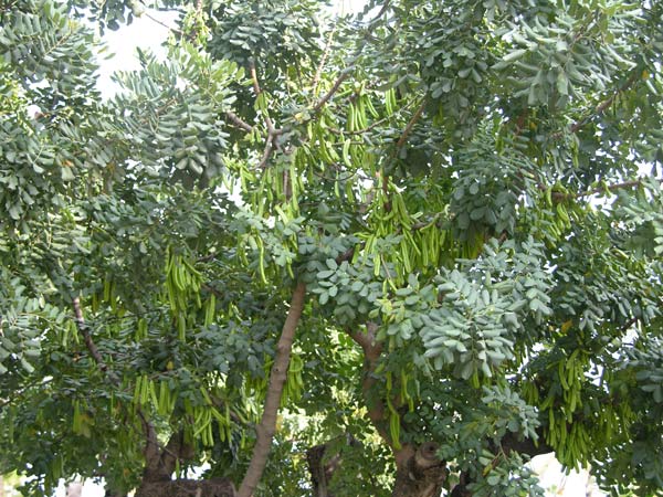 ceratonia siliqua 05