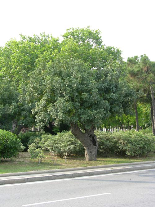 ceratonia siliqua 06