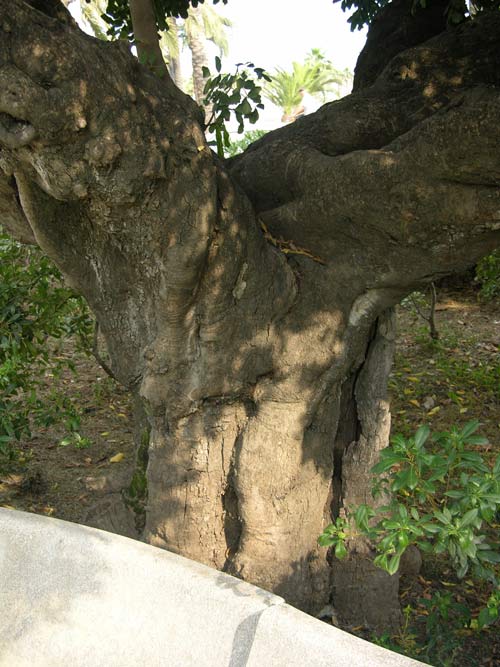 ceratonia siliqua 08
