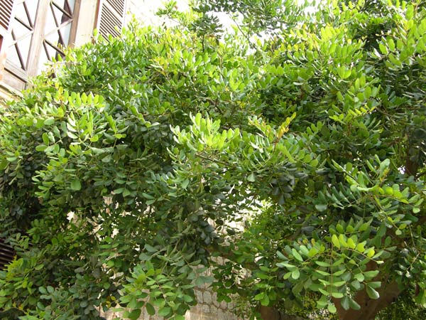 ceratonia siliqua 09
