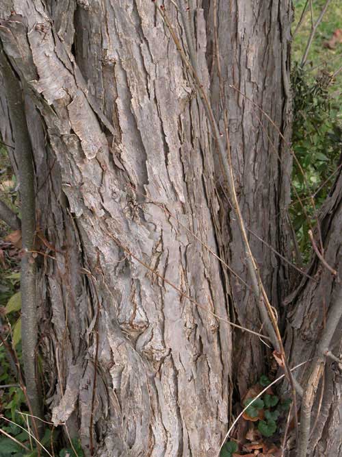 cercidiphyllum japonicum 02