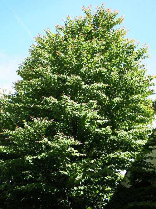 cercidiphyllum japonicum 03