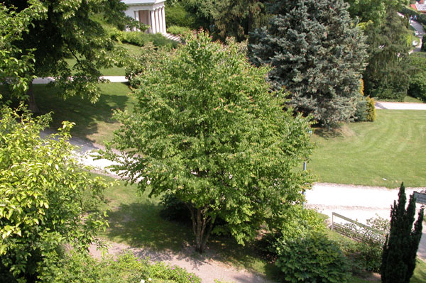 cercidiphyllum japonicum 04