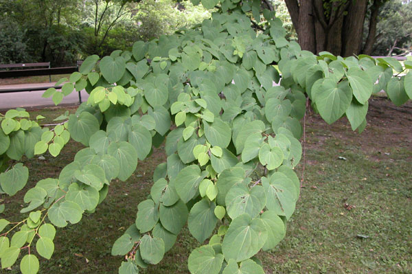 cercidiphyllum japonicum 05