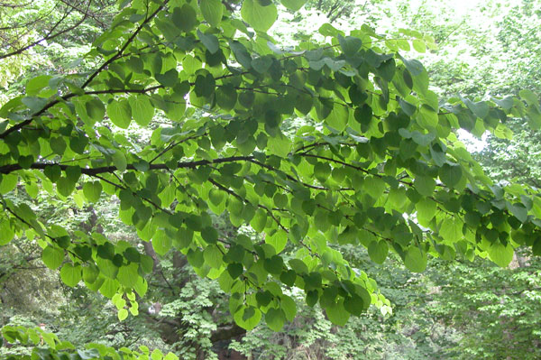 cercidiphyllum japonicum 06