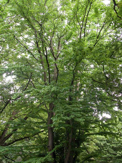 cercidiphyllum japonicum 07