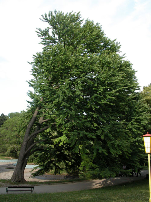 cercidiphyllum japonicum 08