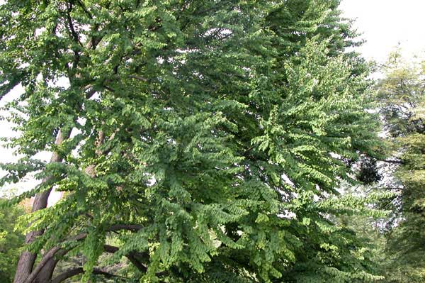 cercidiphyllum japonicum 09