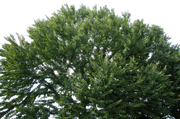 cercidiphyllum japonicum 10