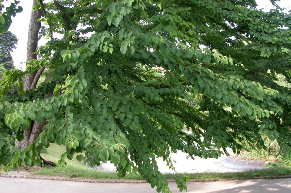 cercidiphyllum japonicum 11