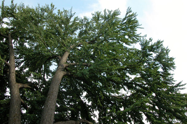 cercidiphyllum japonicum 12