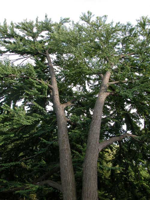 cercidiphyllum japonicum 13
