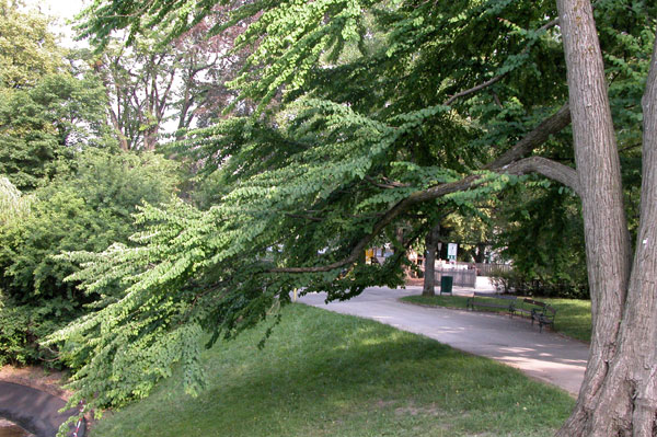 cercidiphyllum japonicum 14
