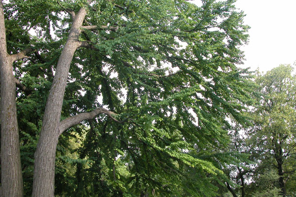 cercidiphyllum japonicum 15
