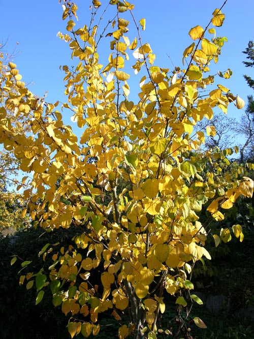 cercidiphyllum magnificum 01