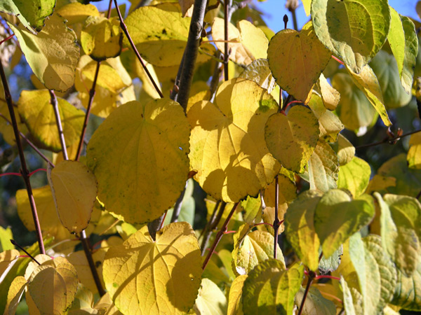 cercidiphyllum magnificum 02