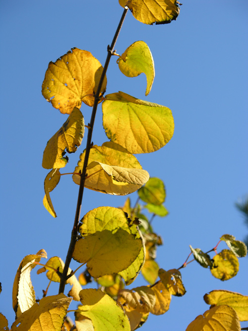 cercidiphyllum magnificum 03