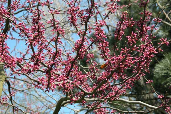 cercis canadensis 01