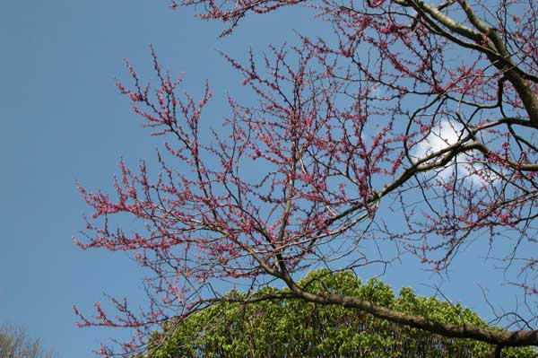 cercis canadensis 02