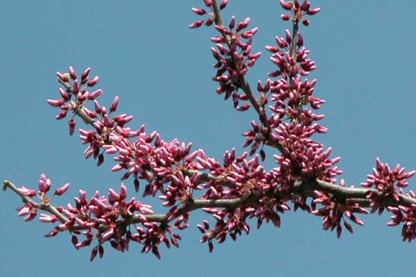 cercis canadensis 03