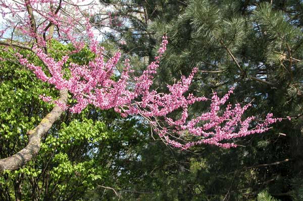 cercis canadensis 04
