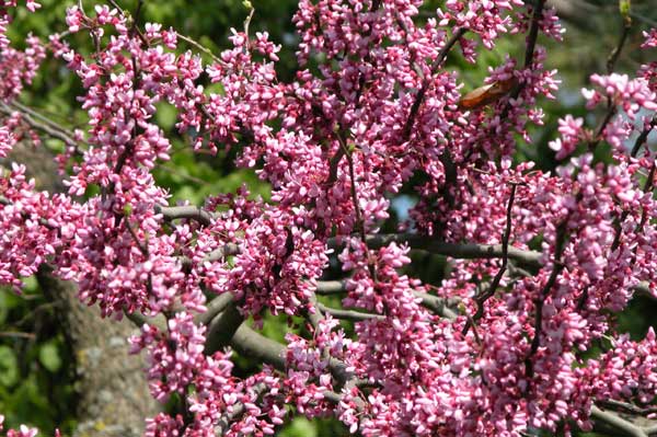 cercis canadensis 05