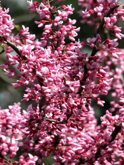 cercis canadensis 06