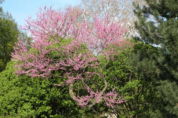 cercis canadensis 07