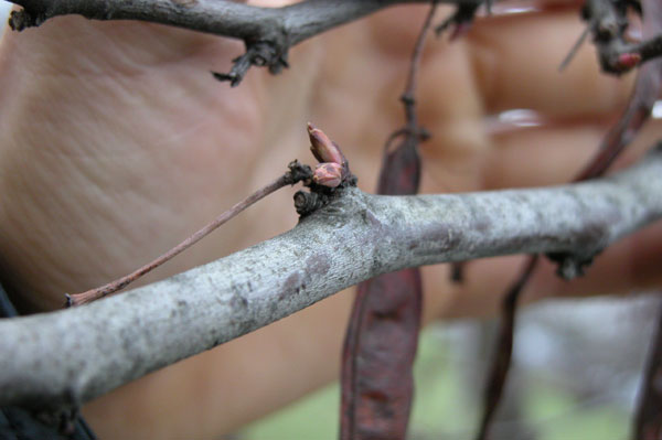 cercis siliquastrum 01