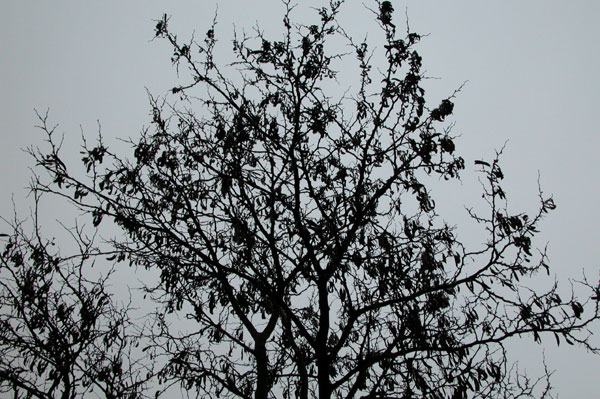 cercis siliquastrum 02