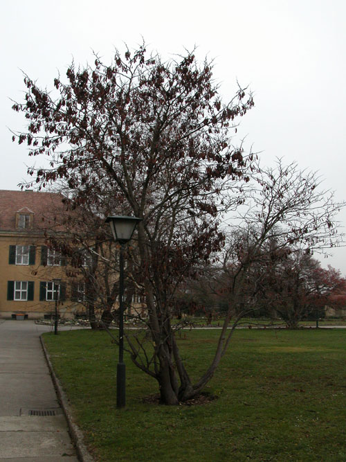 cercis siliquastrum 03