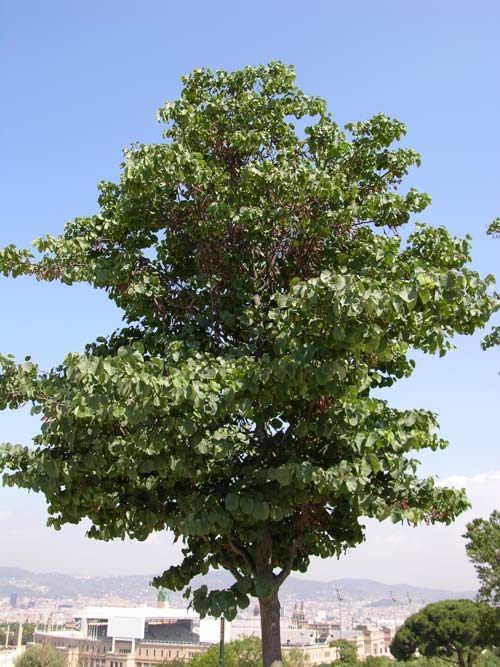 cercis siliquastrum 04