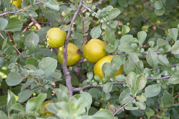 chaenomeles japonica 01