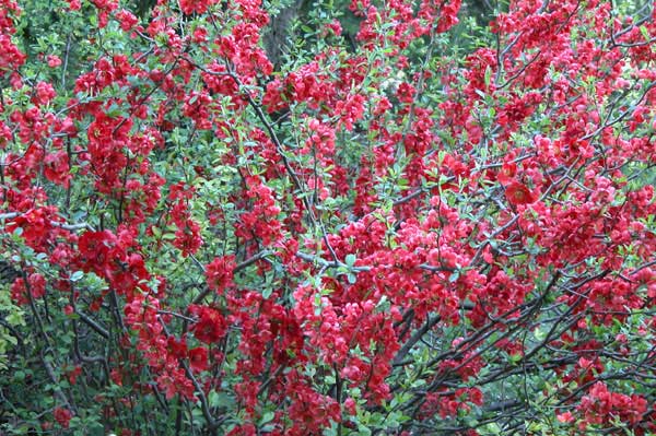 chaenomeles japonica 02