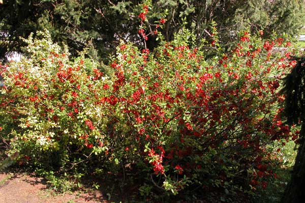 chaenomeles japonica 03