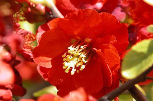 chaenomeles japonica 04