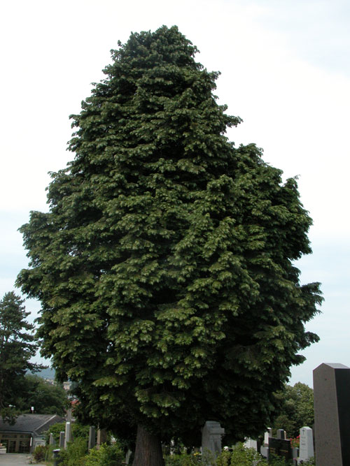 chamaecyparis lawsoniana 01