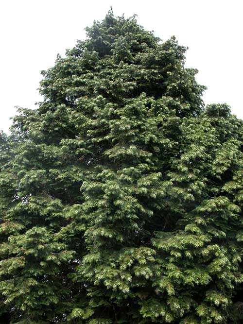 chamaecyparis lawsoniana 02