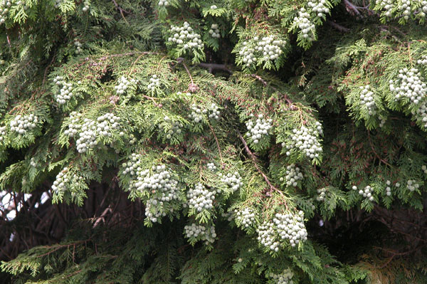 chamaecyparis lawsoniana 03