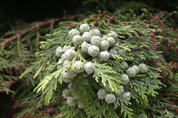 chamaecyparis lawsoniana 04