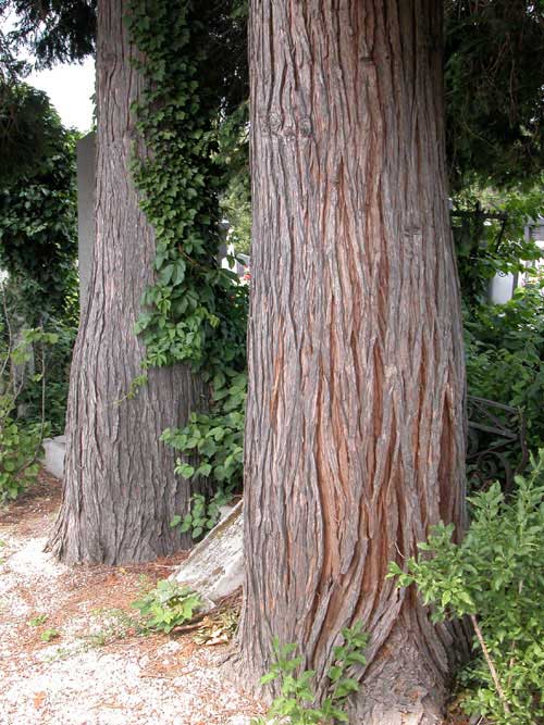 chamaecyparis lawsoniana 06
