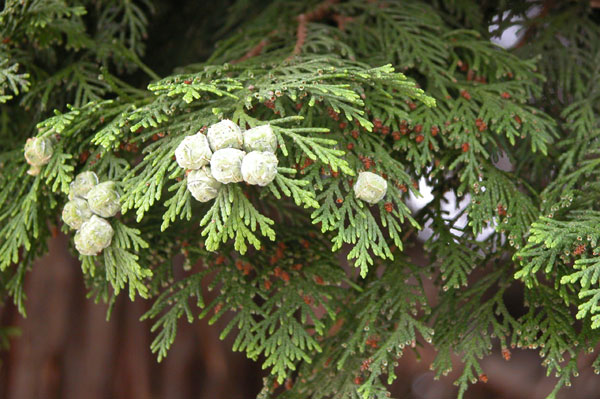 chamaecyparis lawsoniana 07