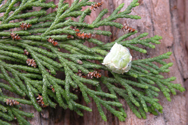 chamaecyparis lawsoniana 08